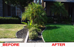 Turf Colorant Lawn Paint